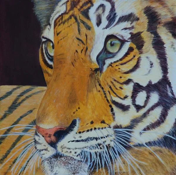 A Tiger's Gaze