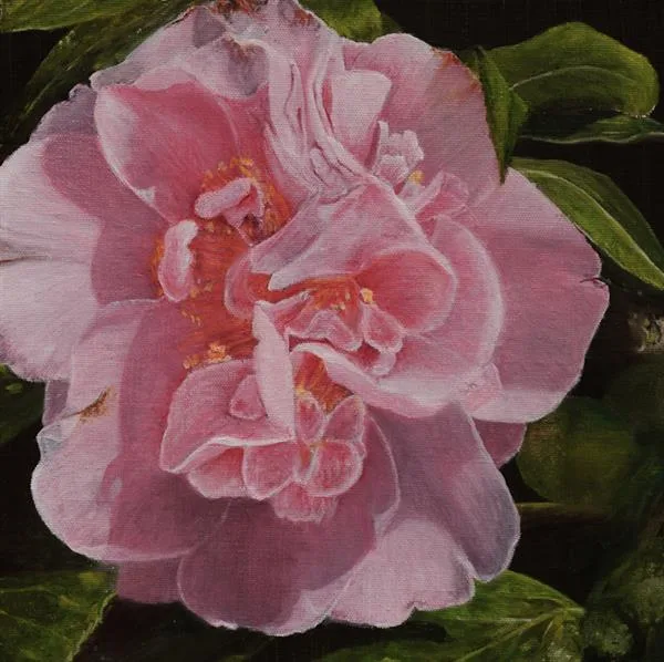 Camelia