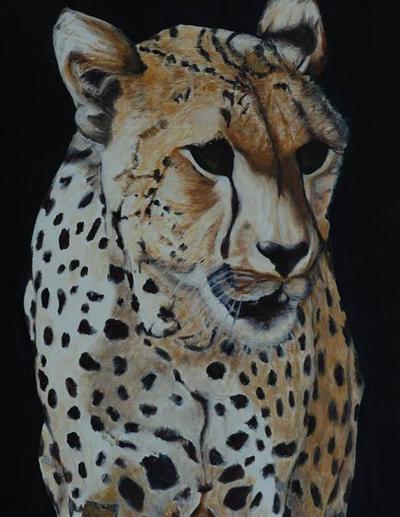 A Cheetah's Prowl