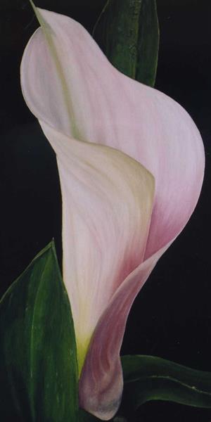 Cala Lily by Sue Lassetter