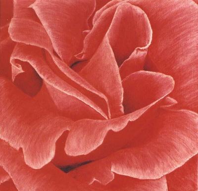 Ravishing Rose by Sue Lassetter